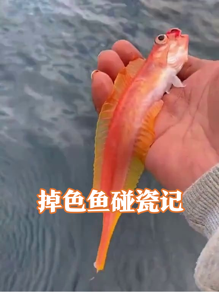 鱼界显眼包!橙红荧光鱼上演甲板碰瓷后跳河