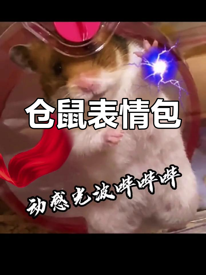 可爱仓鼠表情包合集