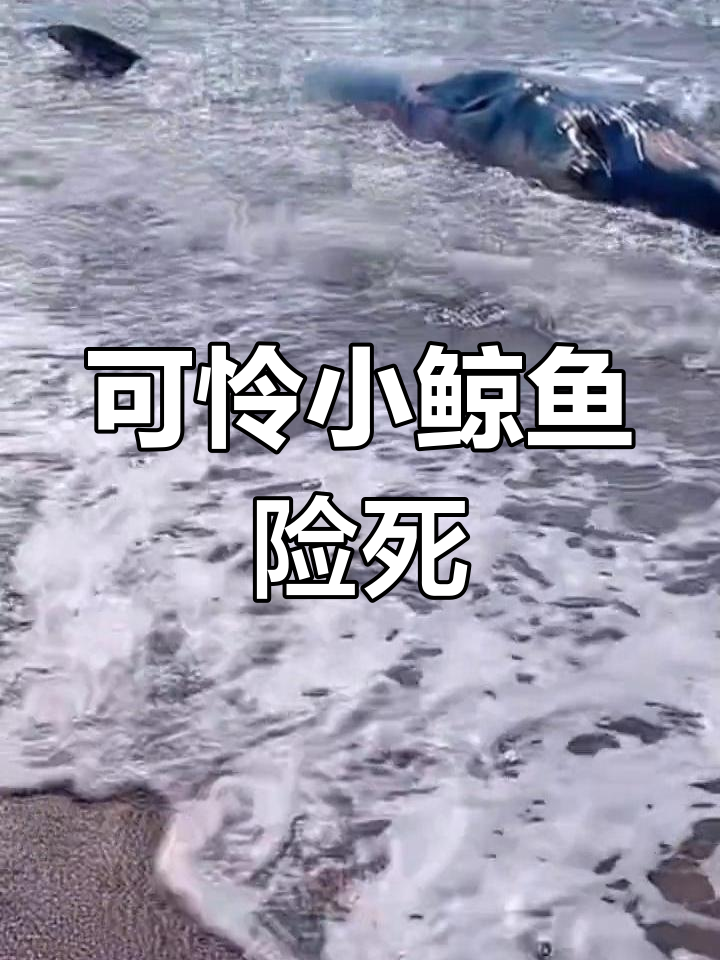小鲸鱼被海浪卷上岸,挣扎求生令人心碎