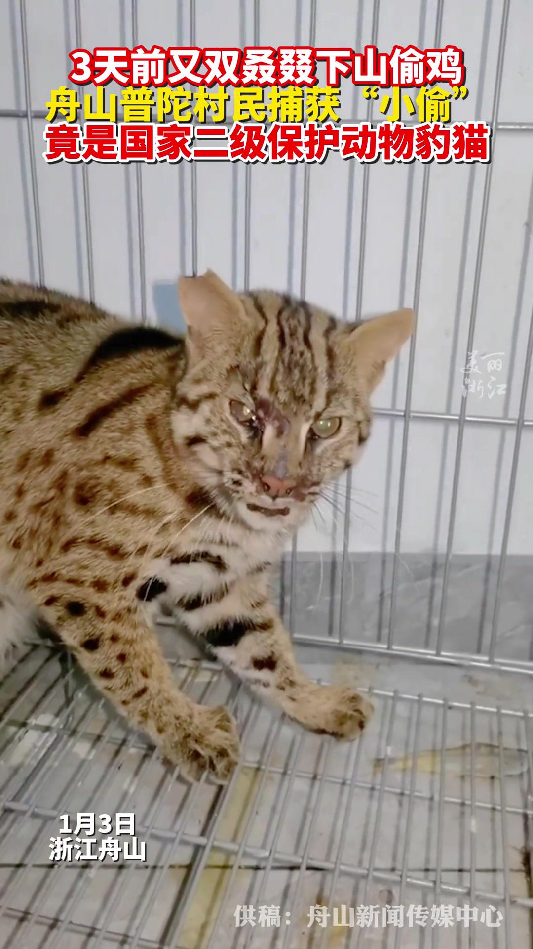 下山的“偷鸡贼”竟是国家二级保护动物豹猫!(供稿:舟山新闻传媒中心)