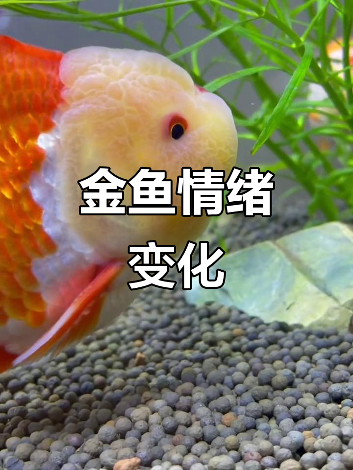 狮子头金鱼日常，情绪大变样！