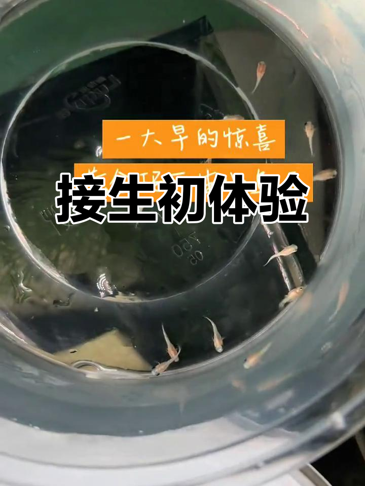 第一次接生,钻眼玛丽宝宝一出生就能分辨出眼睛颜色