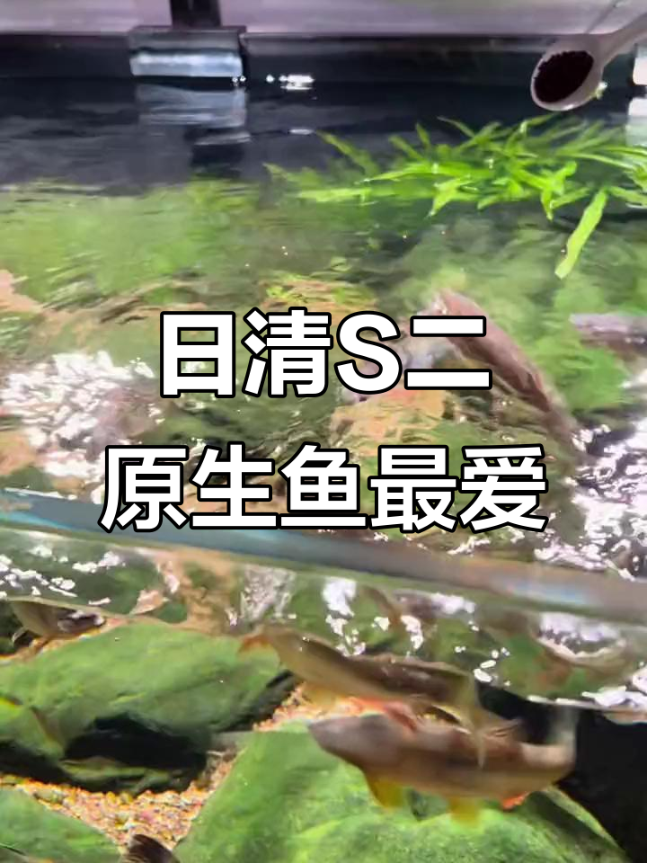 适合原生鱼的日清S二饲料,小颗粒更适合小型鱼