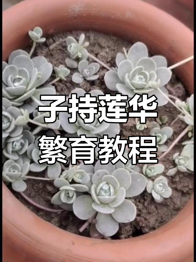 紫石莲花繁殖技巧,轻松掌握多肉种植方法