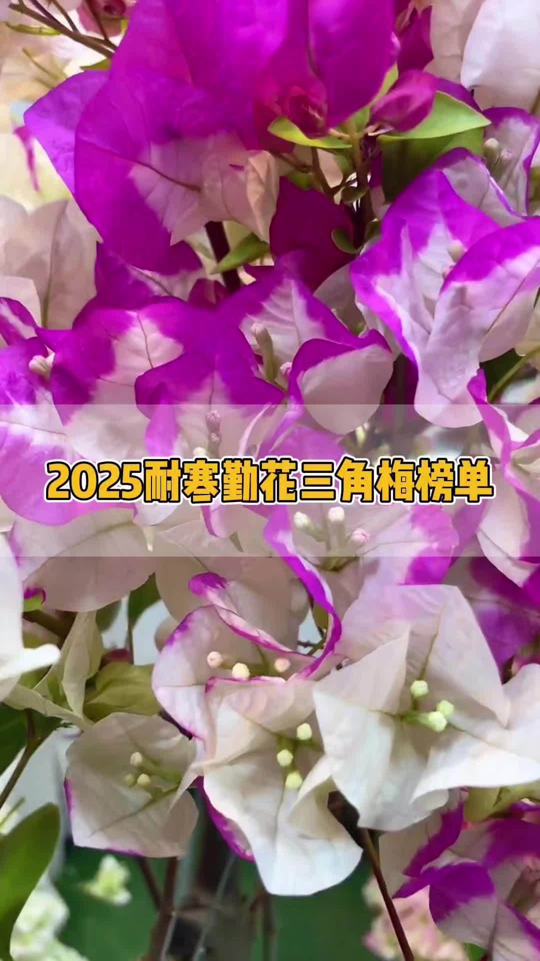2025耐寒勤花三角梅榜单 三角梅 三角梅勤花品种