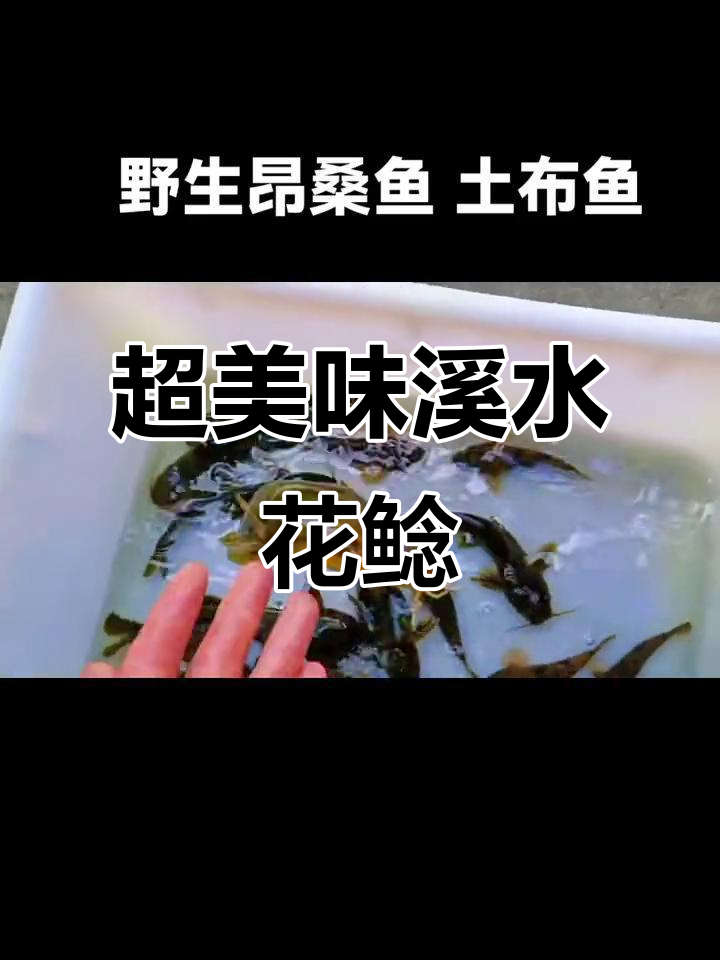 溪水花鲶鱼与土布的完美搭配,鲜美无比的下酒菜