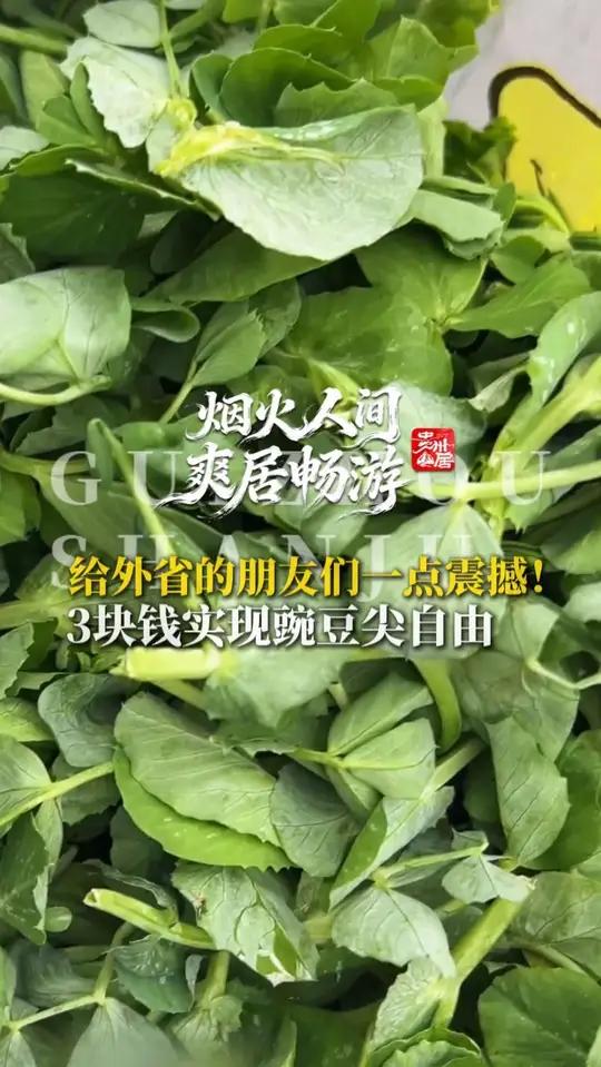 给外省的朋友们一点震撼!3块钱实现豌豆尖自由,田头掐了直接上火车新鲜得不行,你那里豌豆尖多