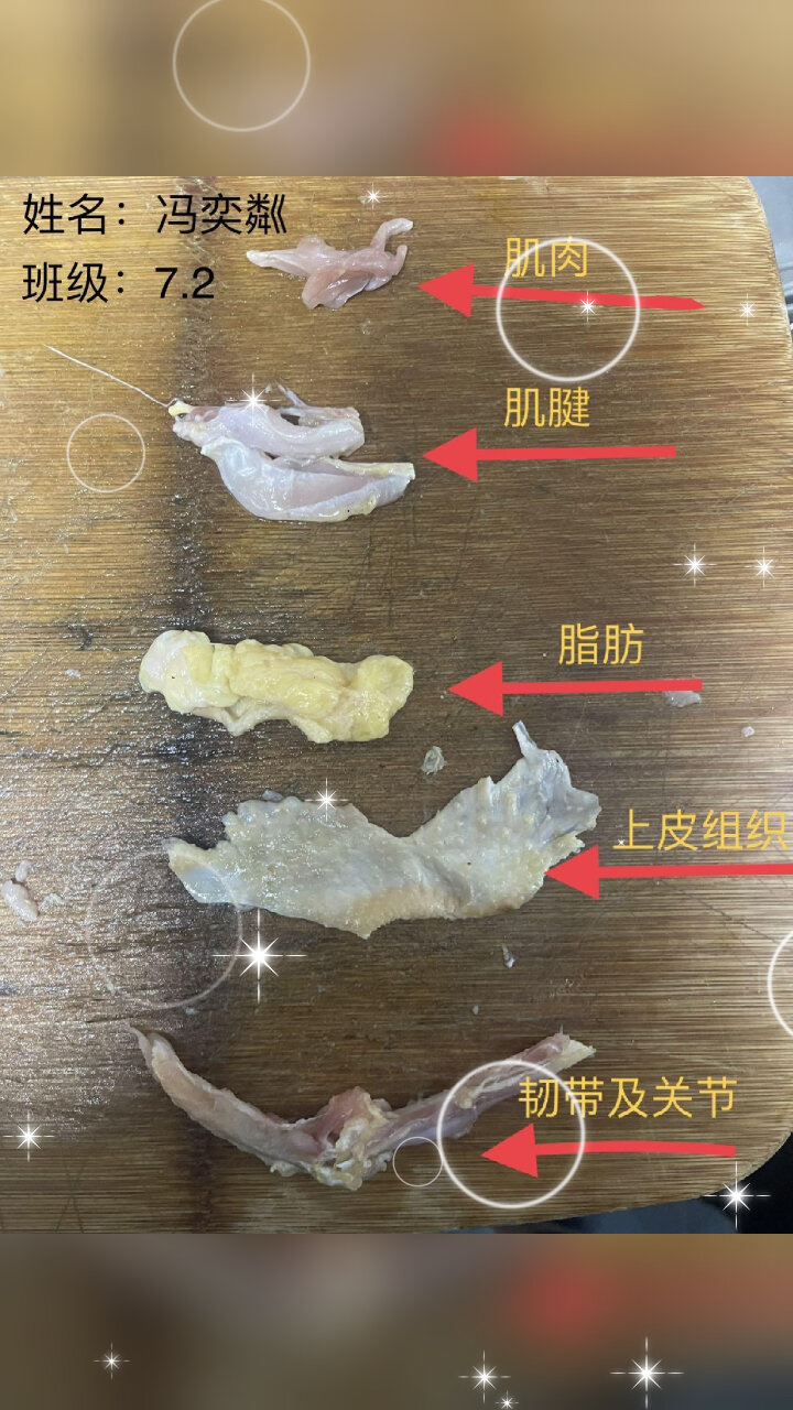 鸡翅的解剖实验