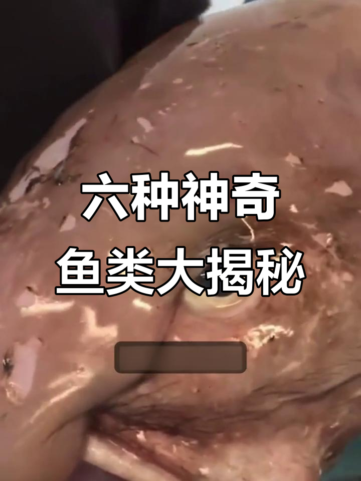 揭秘六种颠覆认知的奇特鱼类,看看它们如何打破传统