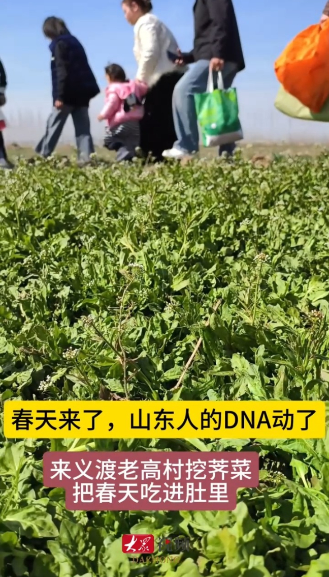 别拦我，我要去山东挖荠菜！春天一到，山东人的 DNA 动了