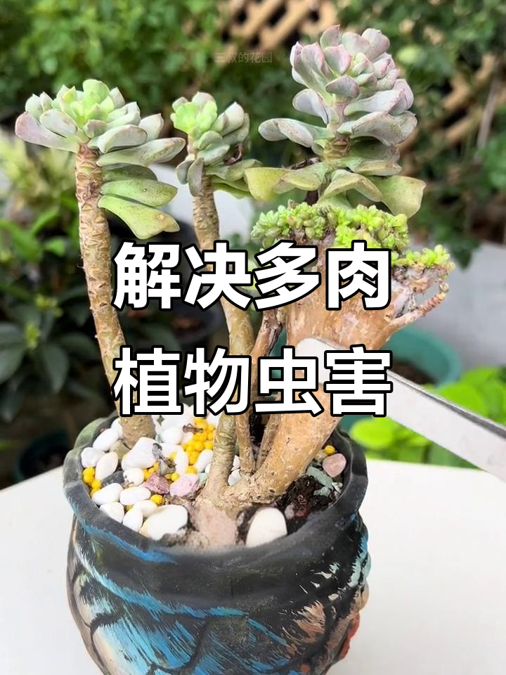 多肉植物长虫?教你一招轻松解决,虫子全灭!