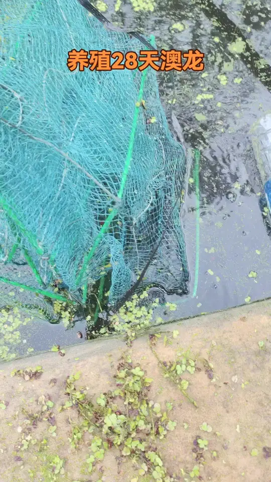 养殖28天淡水澳洲龙虾，大的八钱长势还不错