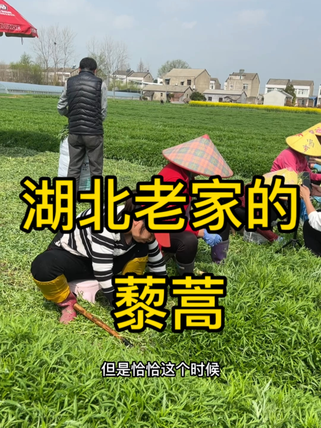 湖北的特产之一藜蒿,分两种,有大棚种植和露