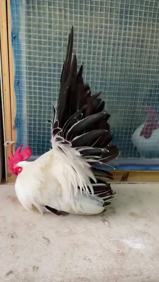 袖珍鸡 宠物鸡