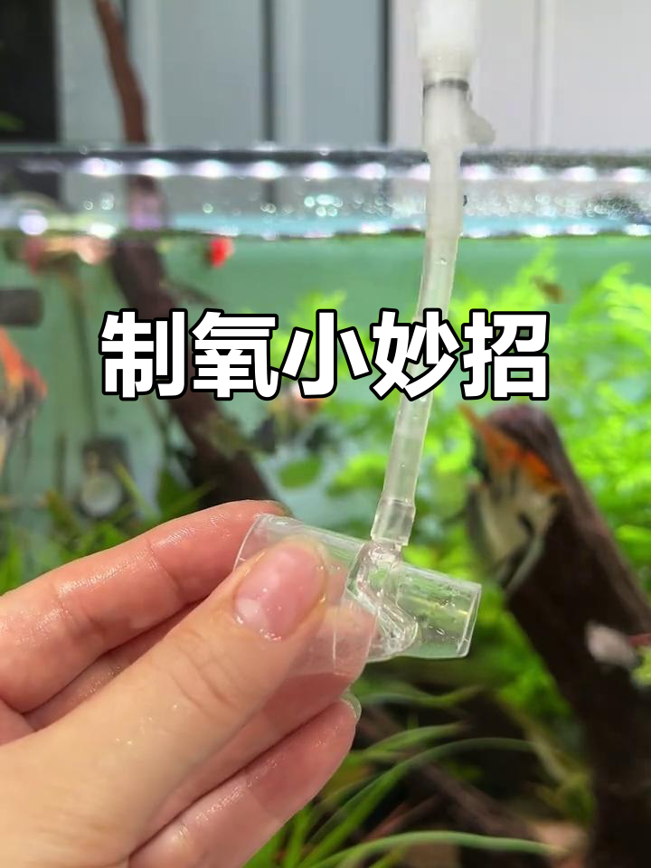 夏季鱼缸缺氧？试试这个简单又免费的制氧法！