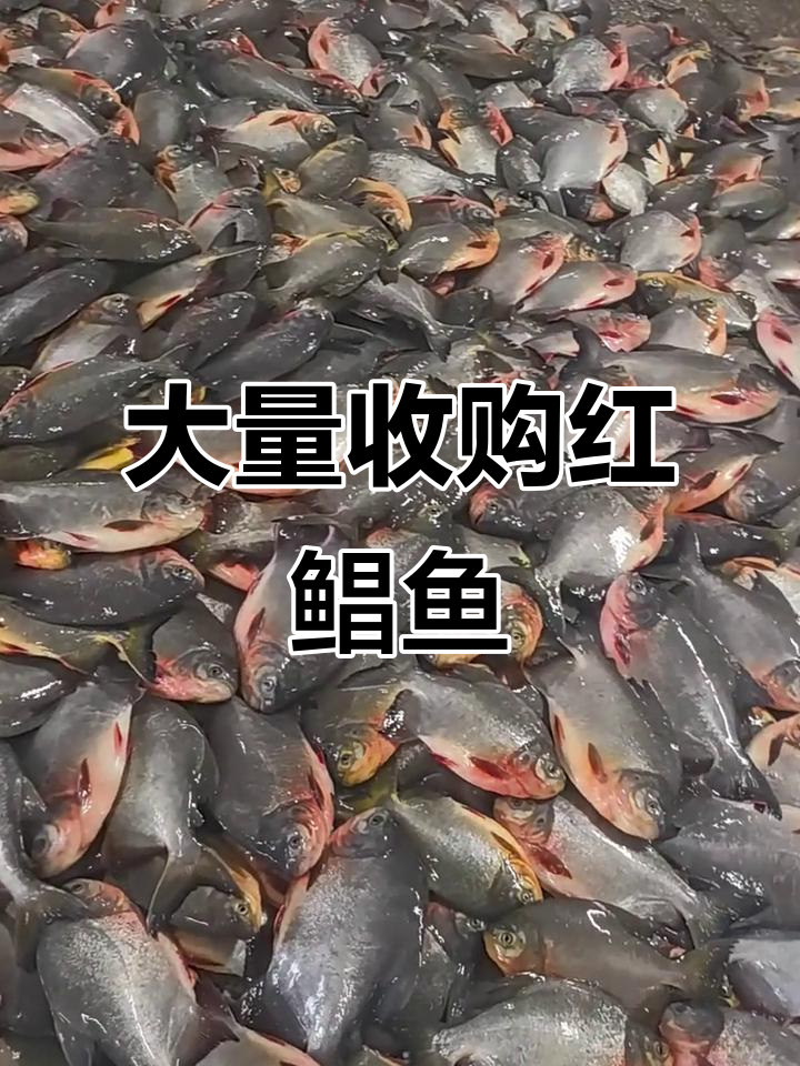 红鲳鱼大收购，价格优厚等你来卖
