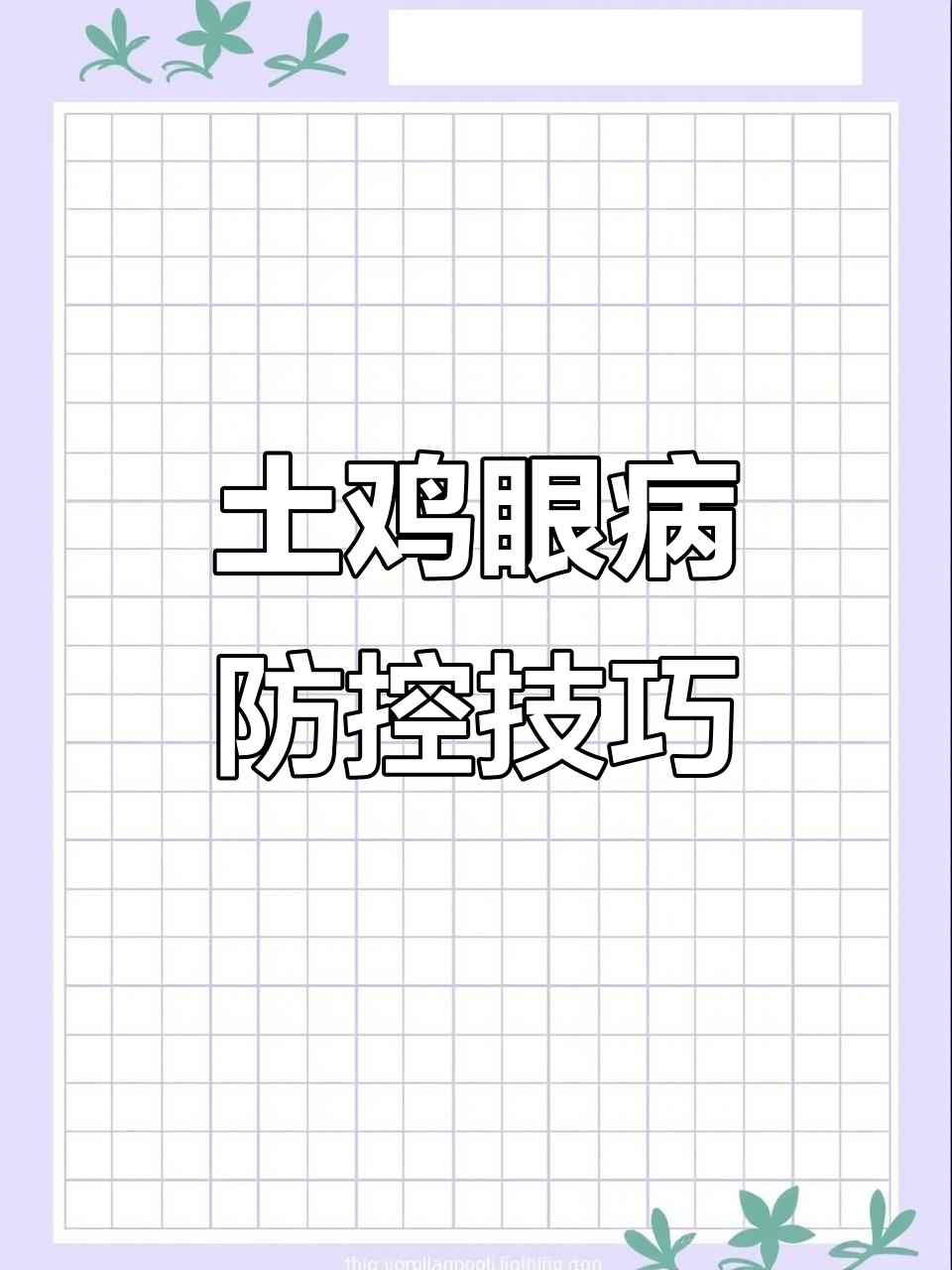 鸡眼睛流眼泪?可能是支原体感染,夏季高发!