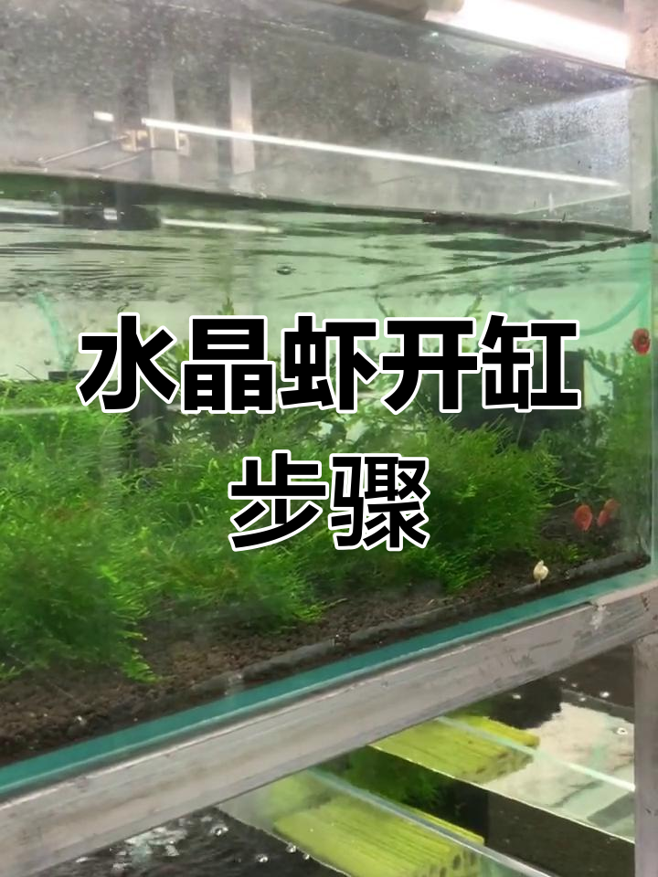 水晶虾开缸全攻略:从泥铺到水换,一步步教你搞定