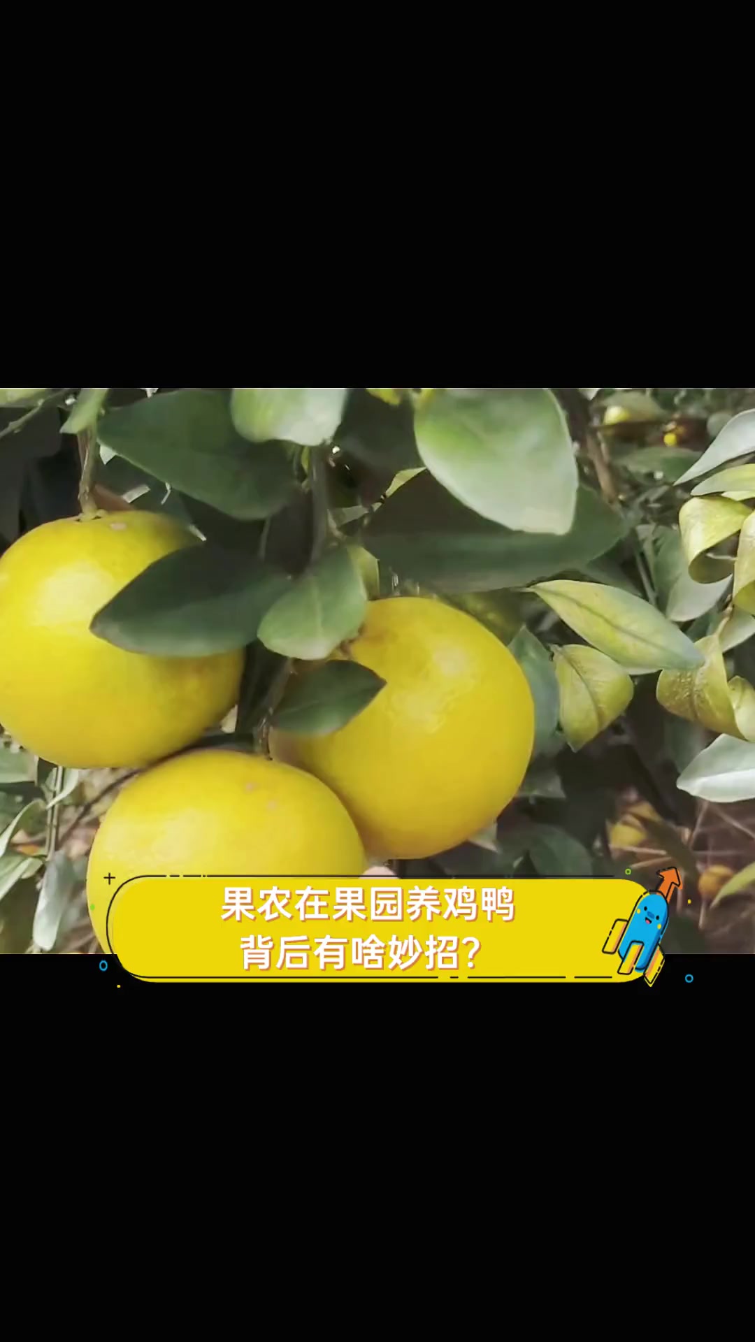 果农在果园养鸡鸭,背后有啥妙招?