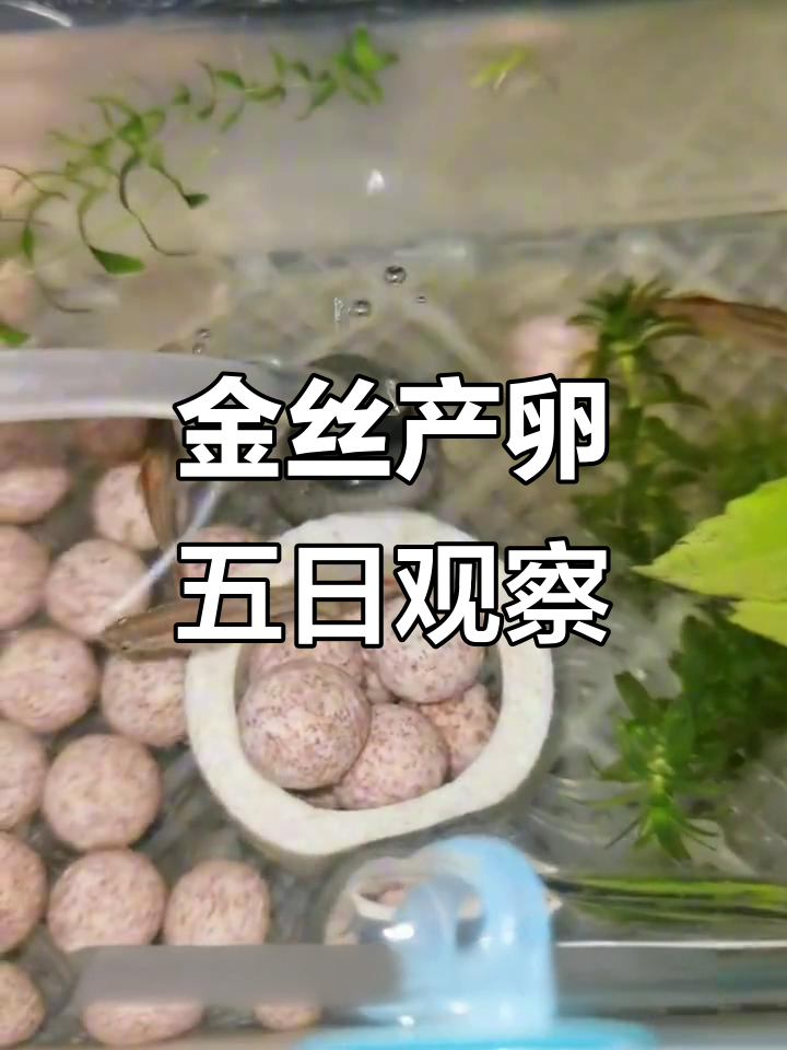 白云金丝产卵进展:公母鱼搭配试验,第五天依然没有动静