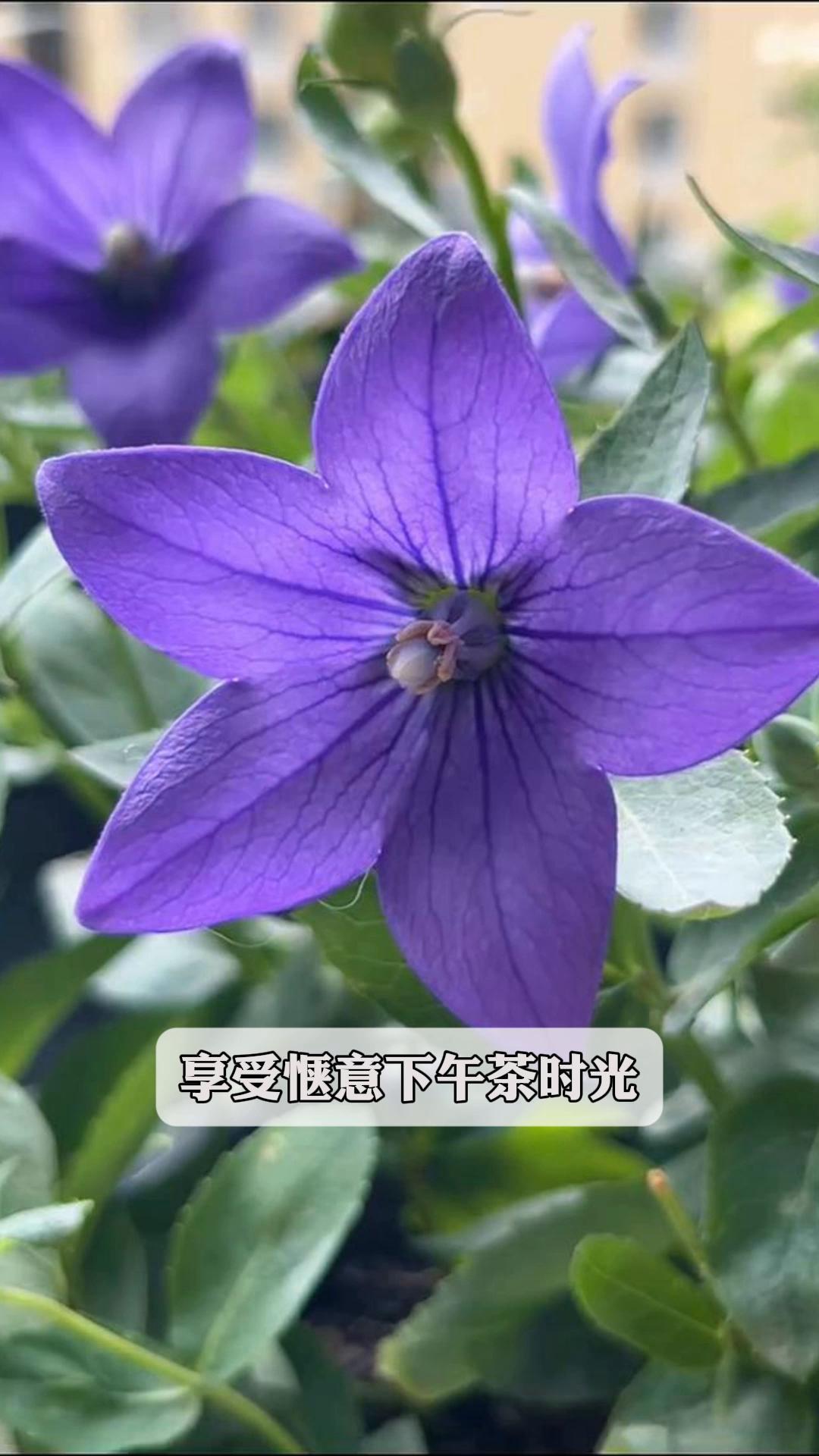 享受惬意下午茶时光