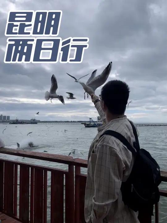简略的昆明两日游攻略:1、今年十月昆明滇池就有海鸥了!导航海埂东码头即可,出地铁转公交或打