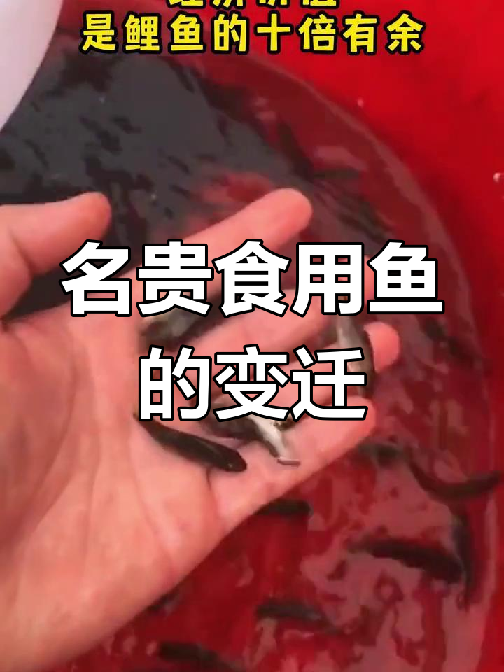 岩原鲤曾是保护鱼,如今人工养殖成高端美味