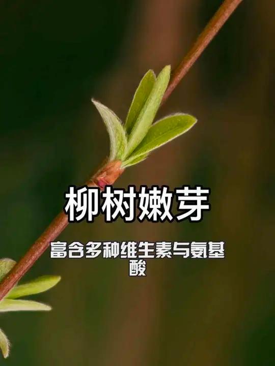 柳树嫩芽 一道被忽视的野菜 #春天的味道 #柳树芽 #植物知识 #春日限定 #新农人计划