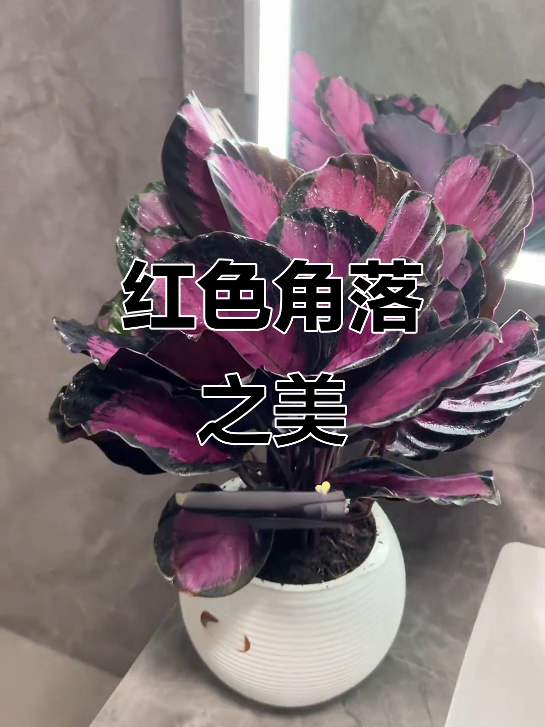 红玫瑰竹芋,低调奢华的角落之美