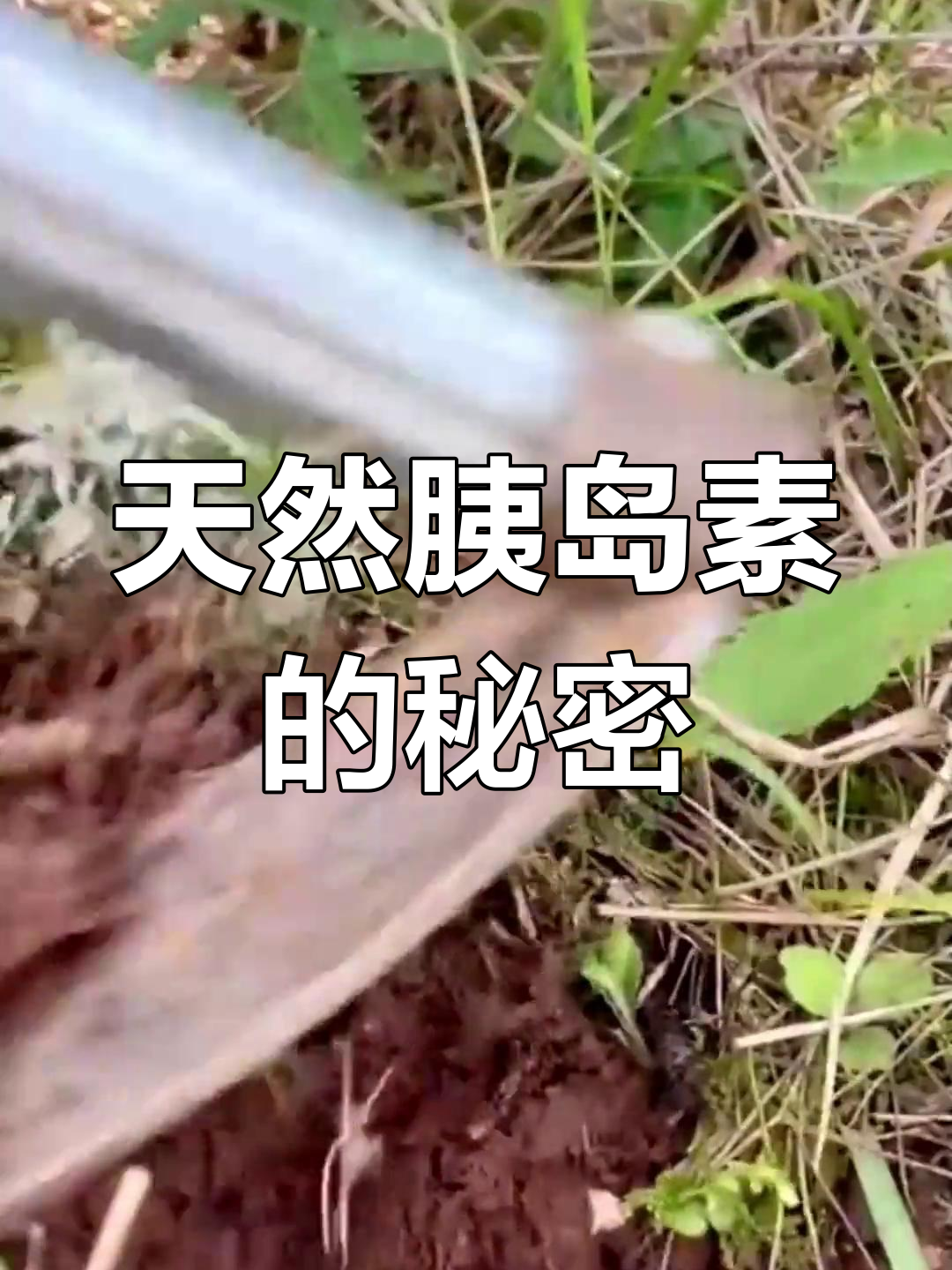 鸡爪参,天然胰岛素,你那里还有吗?