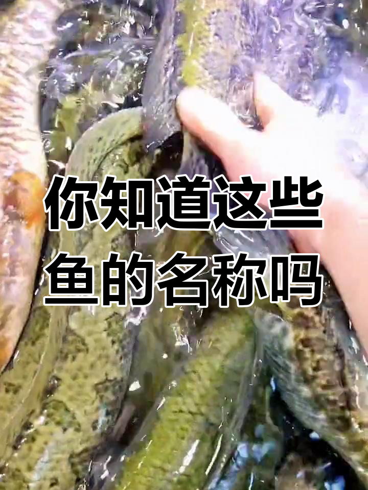 各种鱼类的名字你了解吗?
