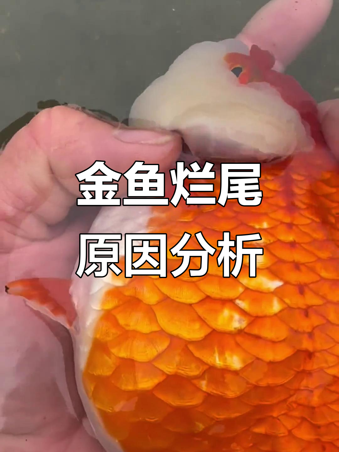 兰寿金鱼烂尾,细菌感染还是虫塞?