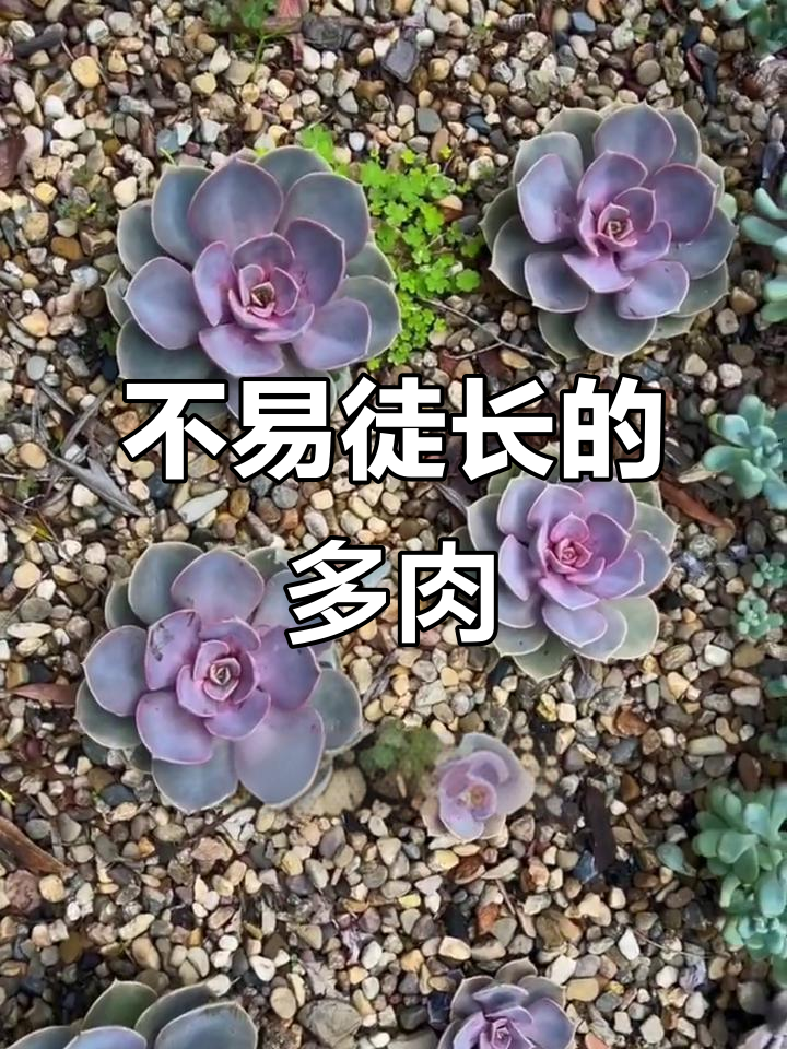 10种不易徒长的多肉植物,轻松打造低养护花园