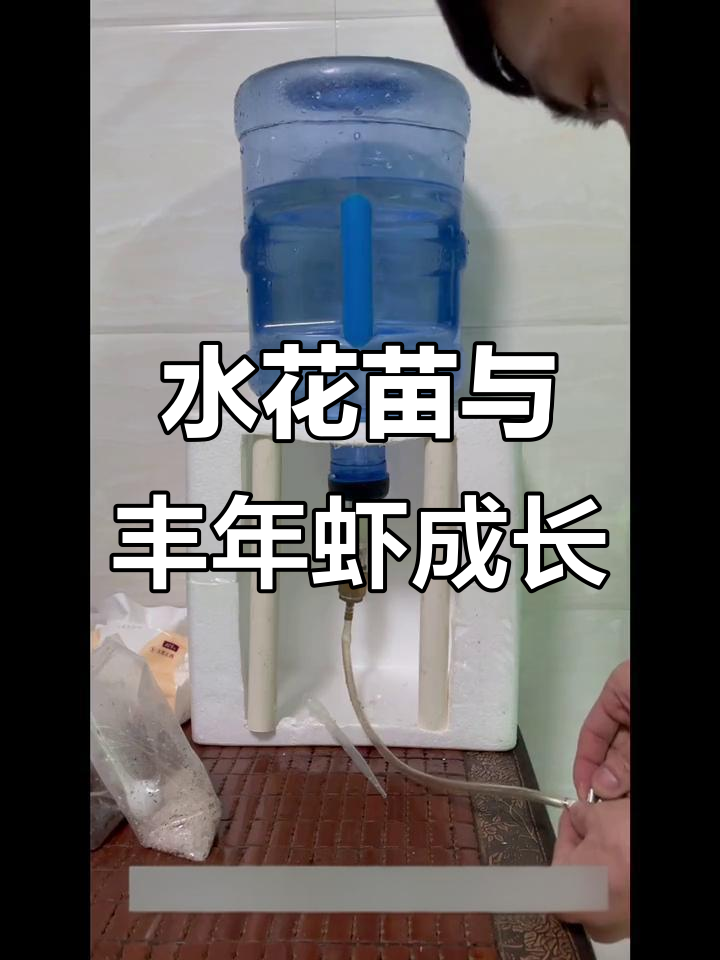 鱼苗成长日记：丰年虾孵化与水花苗的蜕变