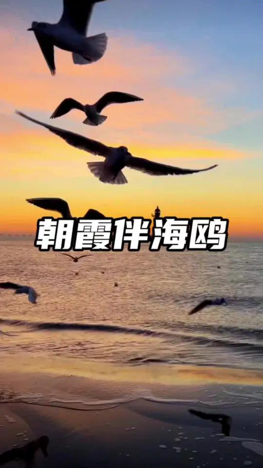 清晨朝霞与海鸥相伴,愿我们的心灵得到洗涤,愿我们的梦想如海鸥般自由飞翔 海边日出很美 一场