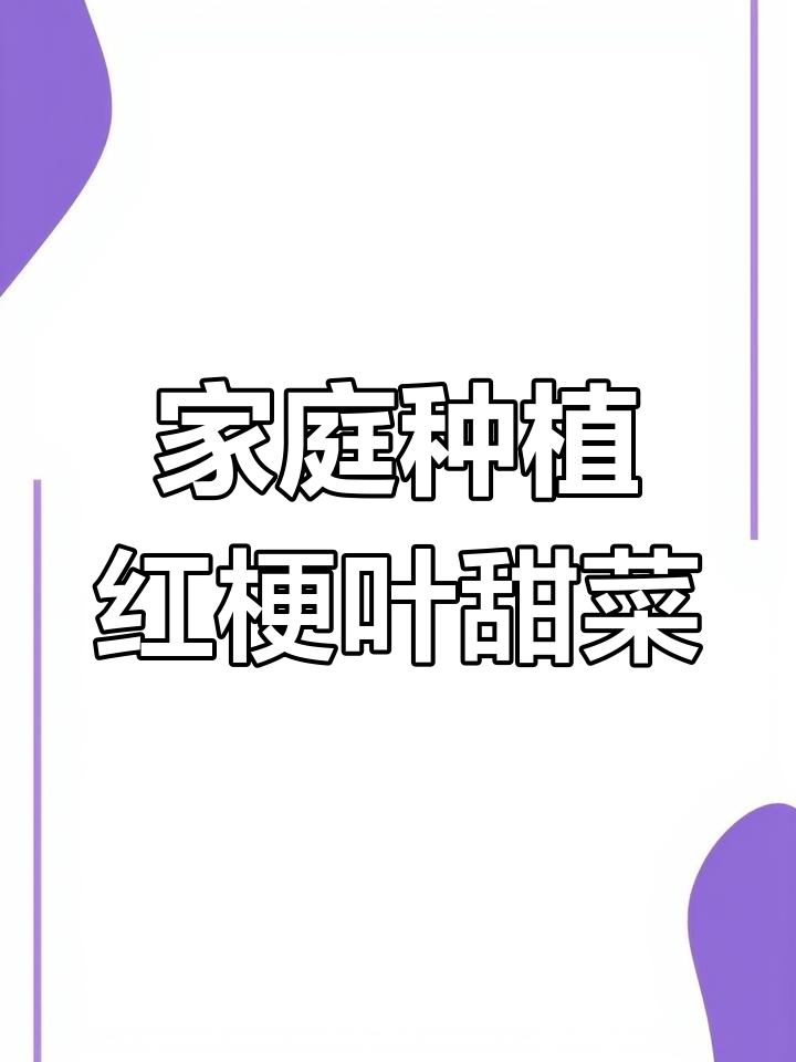 阳台种红梗叶甜菜,简单又美观,营养丰富