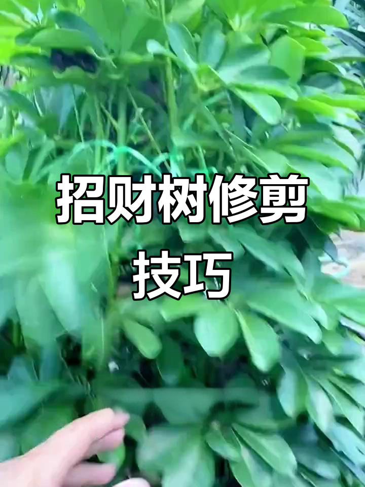 鸭脚木如何修剪才能多生侧枝?春季是最佳时机