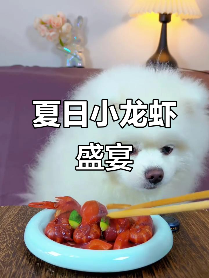 夏日来临,毛团享受红烧龙虾大餐!