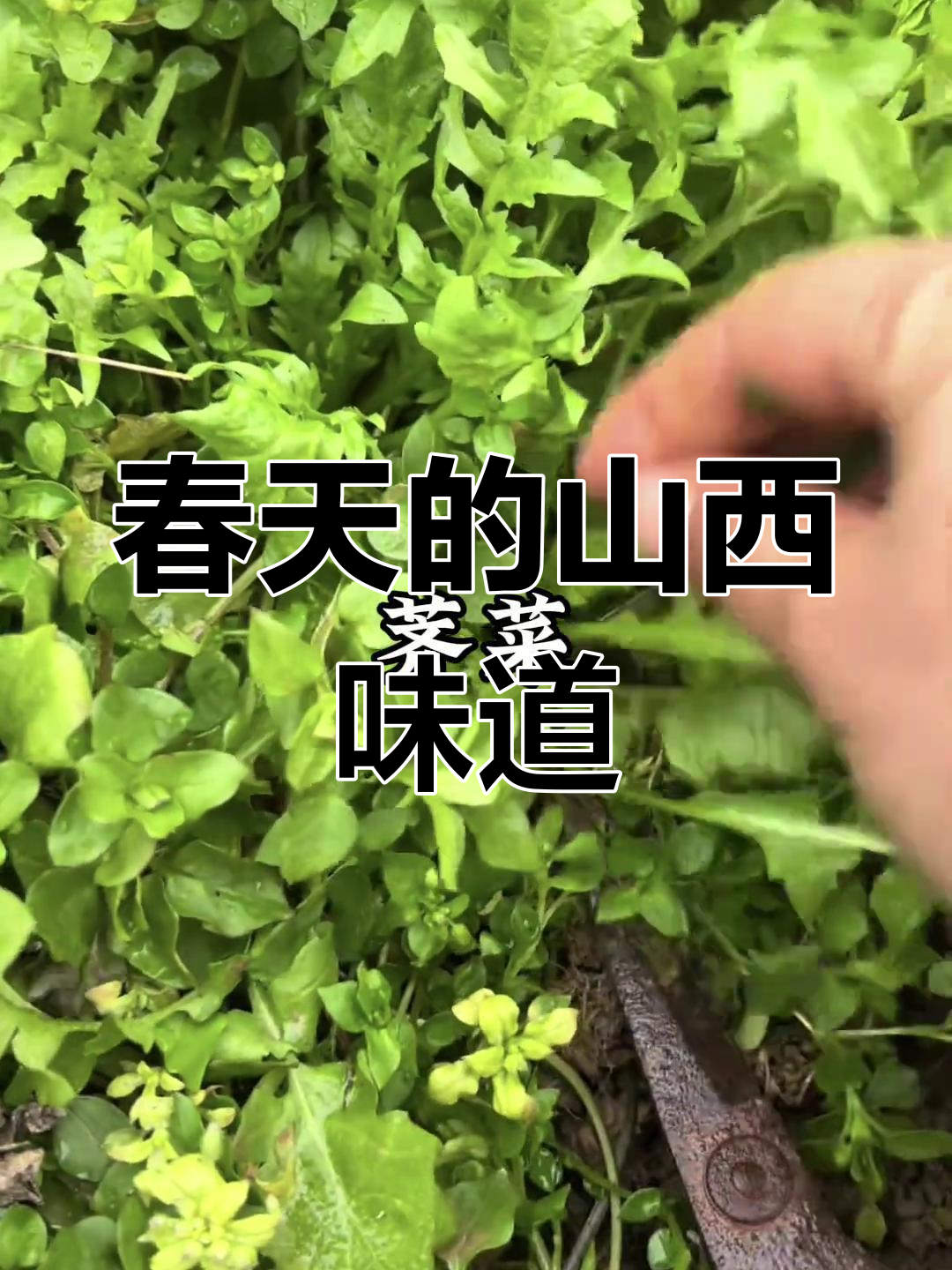 山西人民春天必吃美味,野菜季来啦!