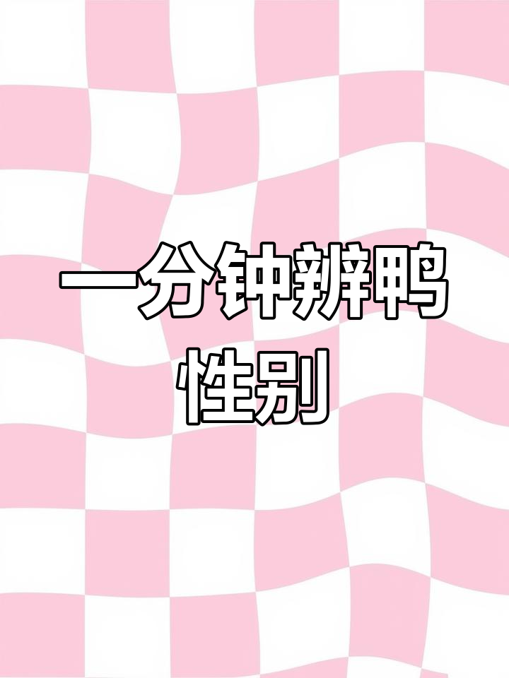 鸭子一分钟分公母,轻松辨别不下蛋的原因