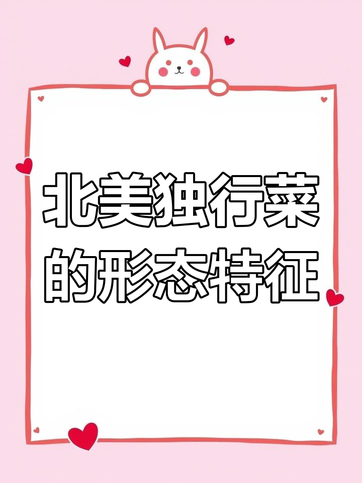 北美独行菜:田间杂草的美丽之花