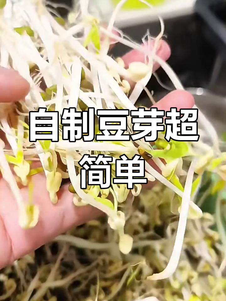 家庭自制豆芽,简单又美味,轻松搞定一盘脆嫩好菜