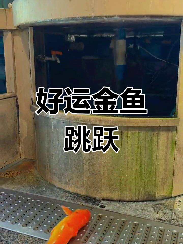 鱼儿跃出水面,好运连连