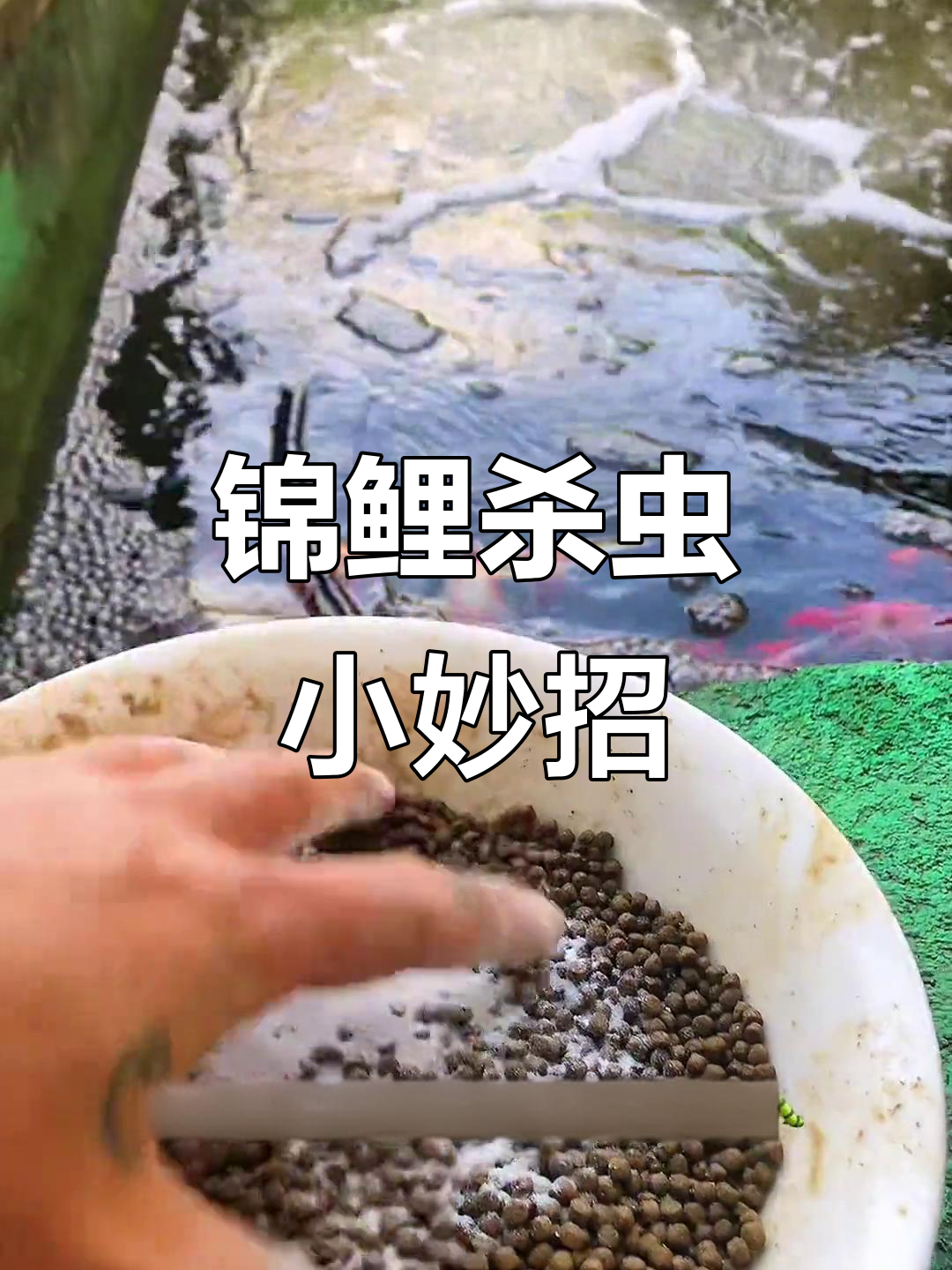 锦鲤寄生虫怎么办?这款拌料轻松驱虫