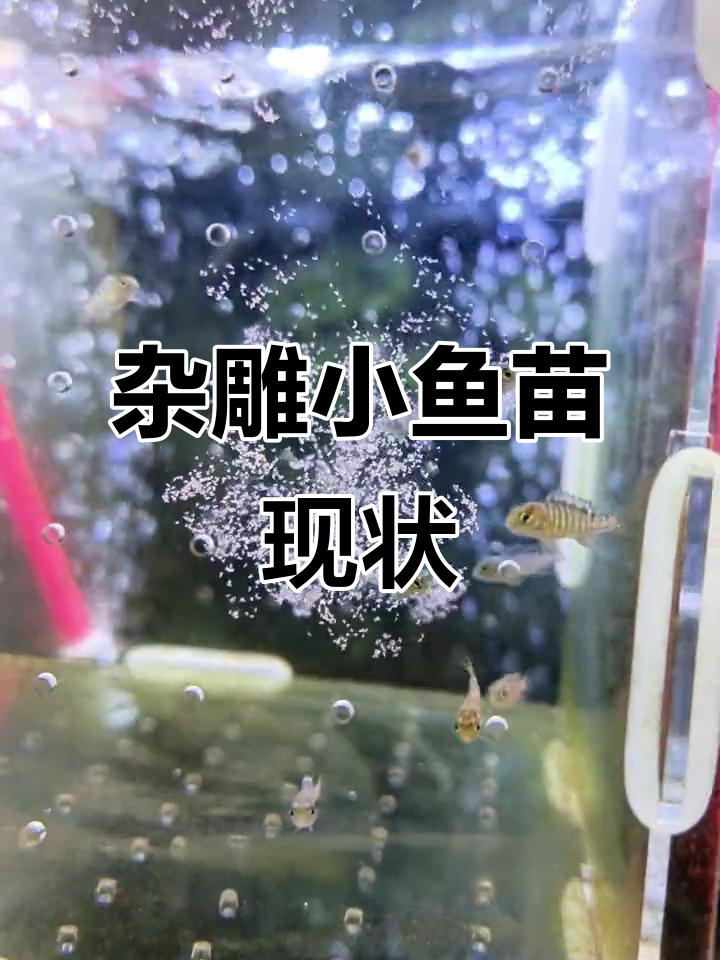 小鱼苗成长记：从卵到开口粮，杂雕小鱼的蜕变过程