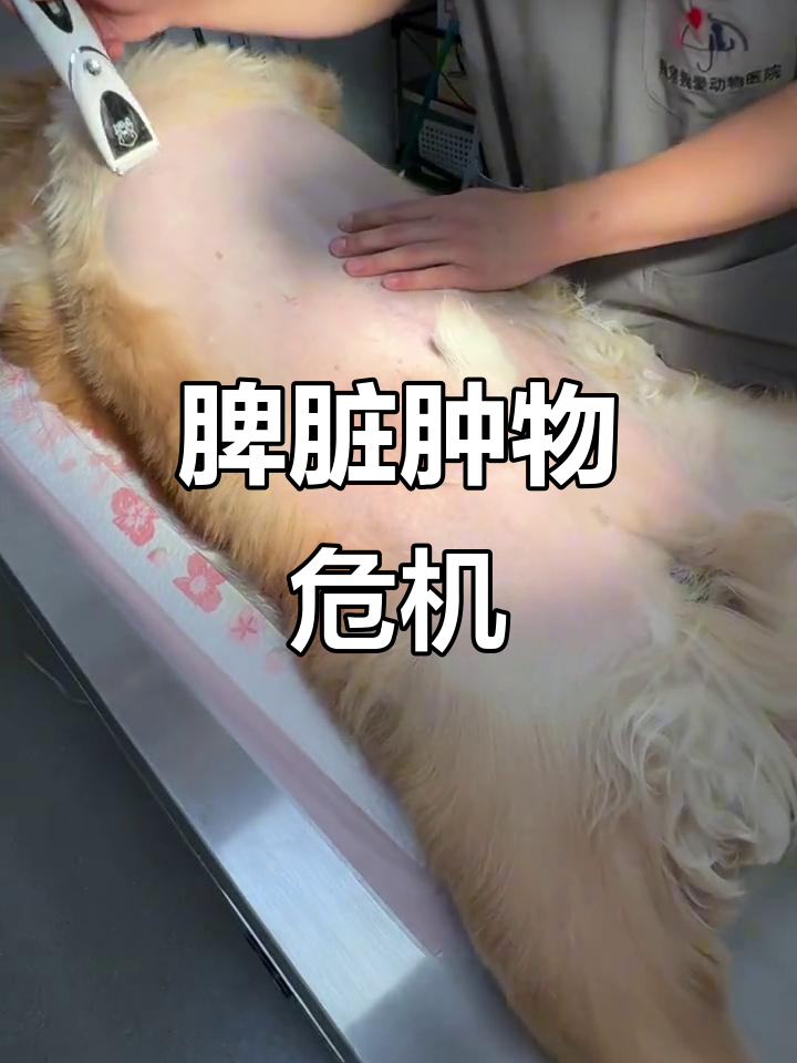金毛食欲不振,脾脏肿瘤紧急手术,竟是血管肉瘤!