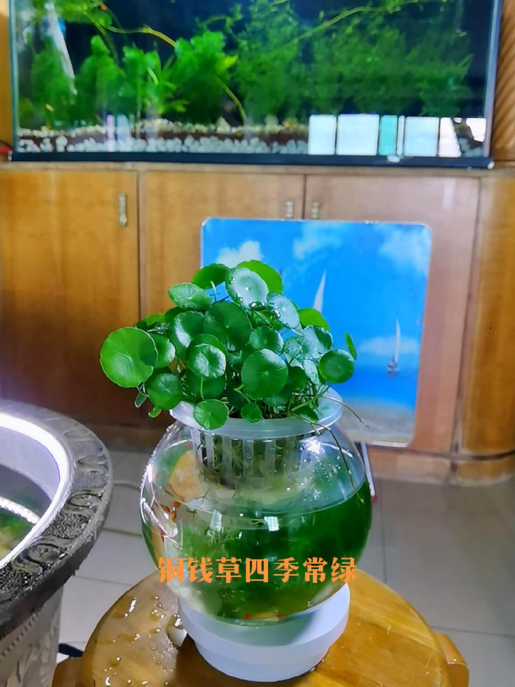 净化空气,美化环境 水培植物 鱼缸造景 生态缸 观赏鱼 养鱼养心