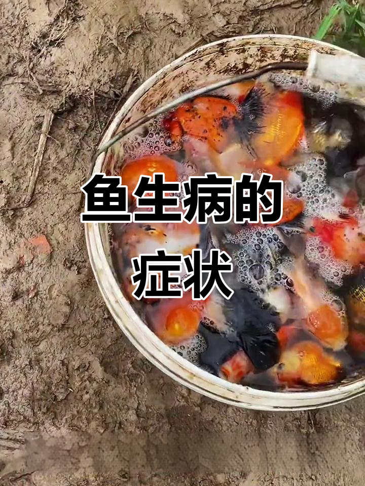 鱼病九大征兆，发现这些症状赶紧治疗