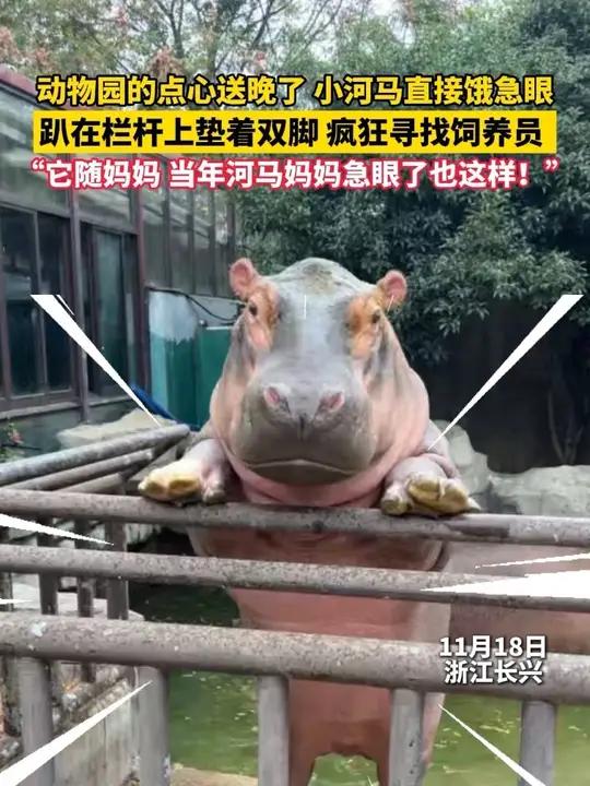 饲养员给小河马的下午茶送晚了，小河马直接急眼趴在栏杆上垫着双脚，疯狂寻找饲养员，“它随妈妈
