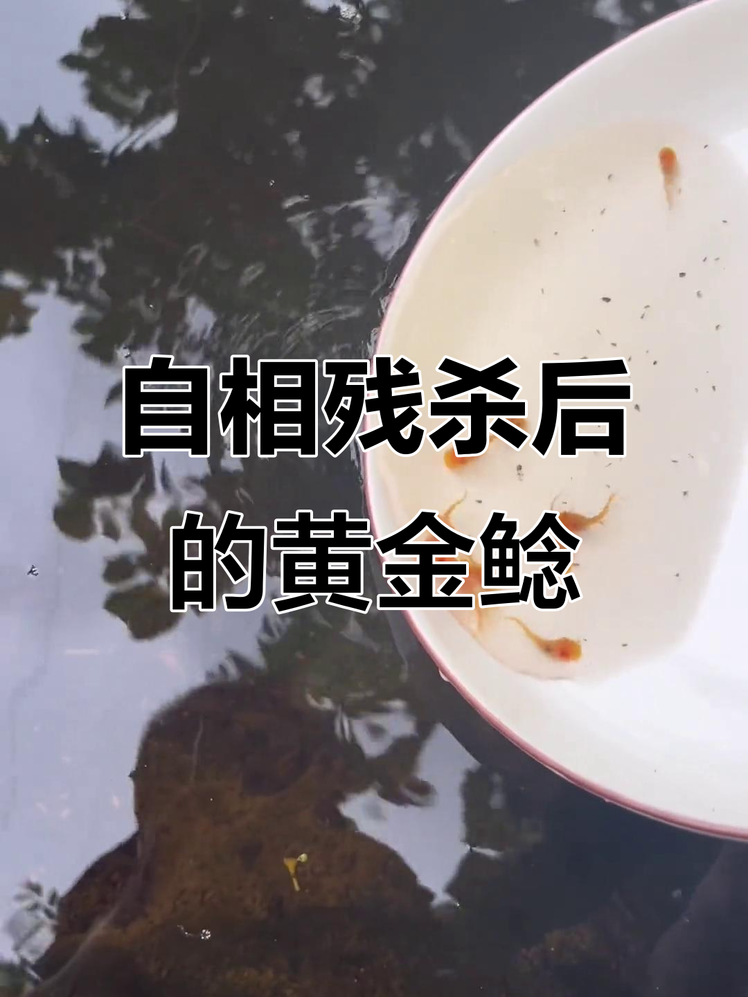 变异鲶鱼自相残杀,最后只剩一条黄金大个